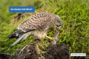 Do Hawks Eat Mice?