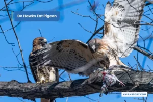 Do Hawks Eat Pigeon?