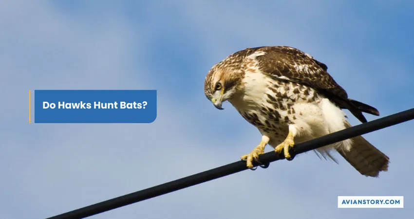 Do Hawks Hunt Bats