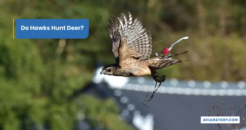 Do Hawks Hunt Deer