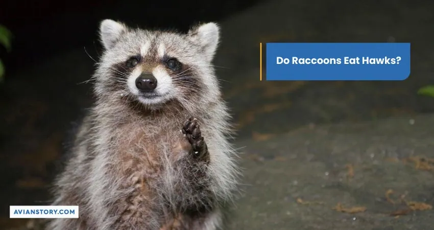 Do Raccoons Eat Hawks