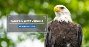 Eagles in West Virginia: Everything that You Need to Know!