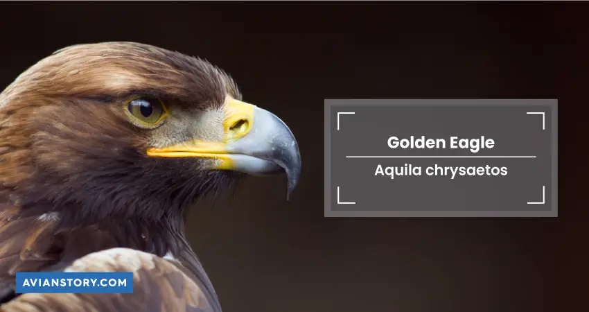 Golden Eagle