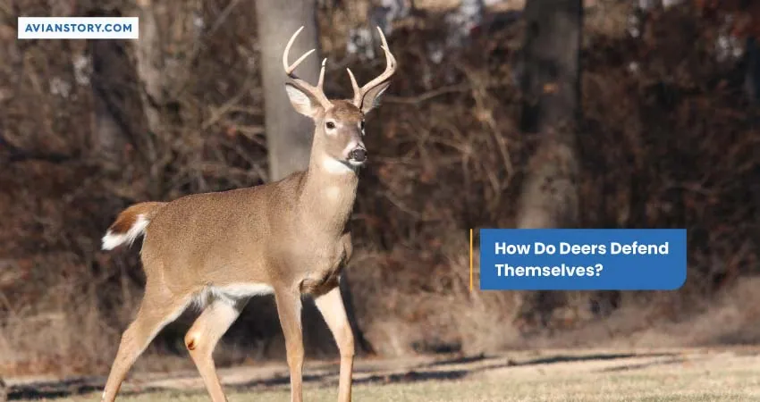 How Do Deers Defend Themselves