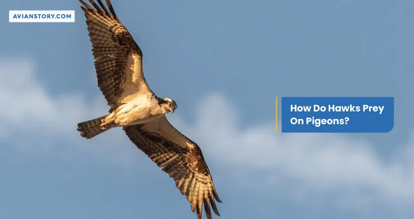 How Do Hawks Prey On Pigeons
