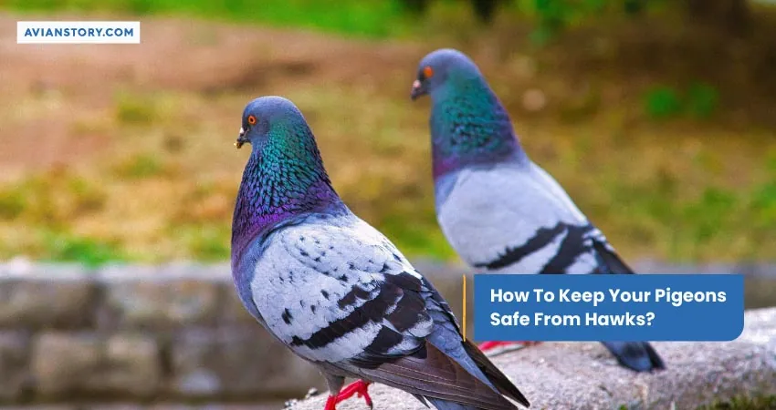 How To Keep Your Pigeons Safe From Hawks
