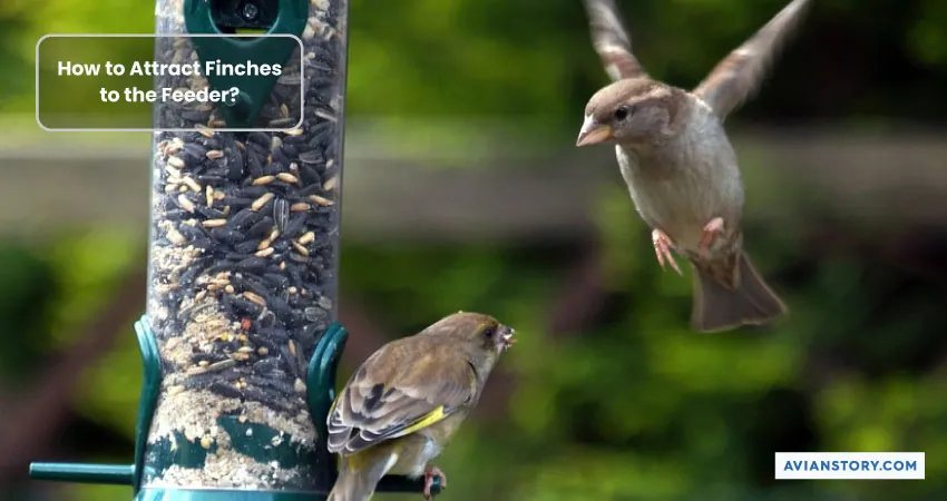 Why Aren’t Finches Coming to My Feeder? 2