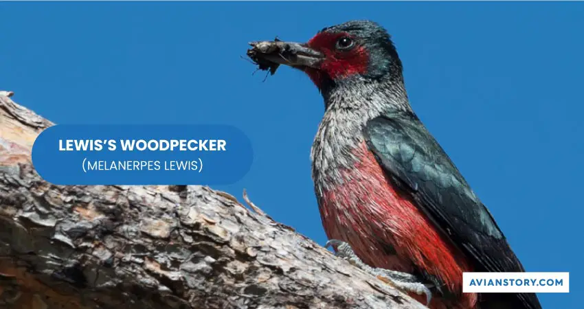 LEWISS WOODPECKER