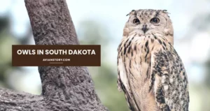 How Many Species Of Owls In South Dakota Can You Spot?
