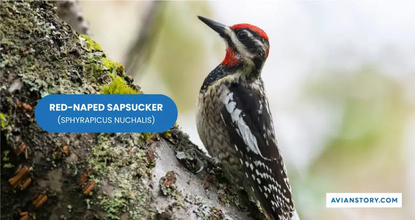 RED NAPED SAPSUCKER