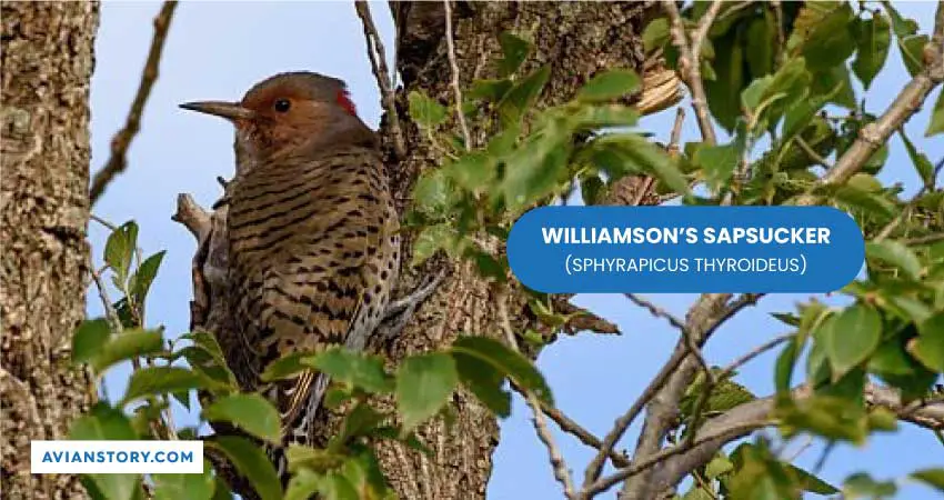 WILLIAMSONS SAPSUCKER