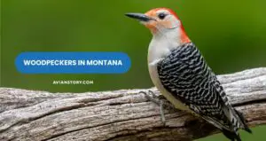 Woodpeckers in Montana: When and How to Spot Them