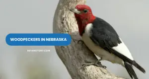 14 Species of Woodpeckers In Nebraska (With Pictures)