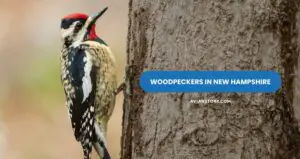 Woodpeckers In New Hampshire (9 Species With Pictures)