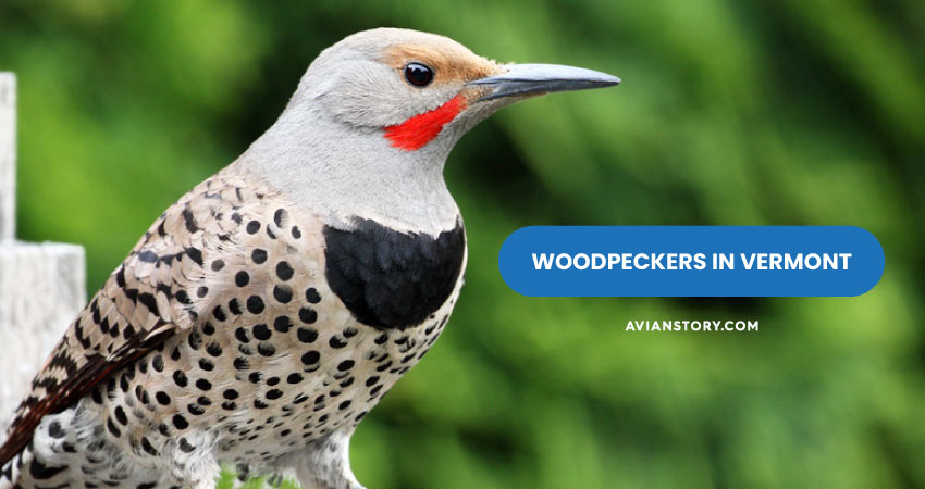 Woodpeckers In Vermont: Varieties, Identification, And Lifestyle