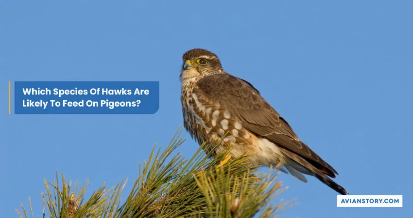 Which Species Of Hawks Are Likely To Feed On Pigeons