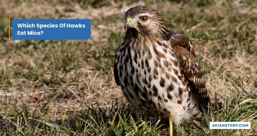 Which Species Of Hawks Eat Mice