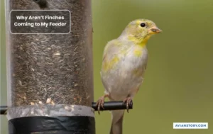 Why Aren’t Finches Coming to My Feeder?