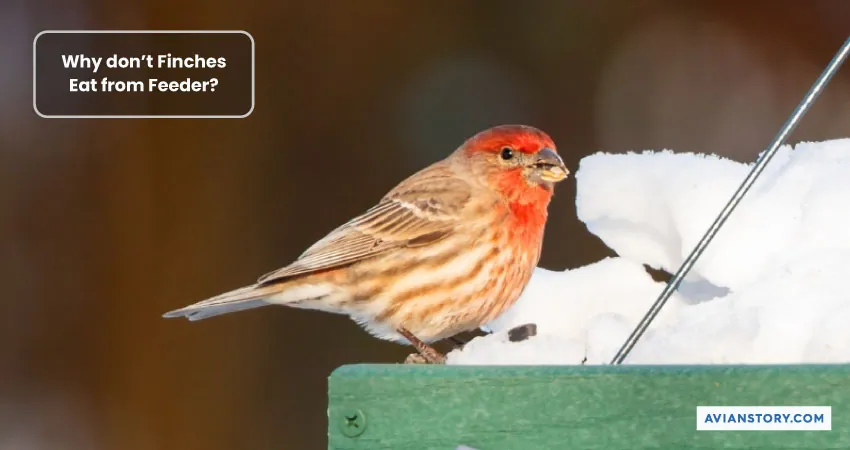 Why Aren’t Finches Coming to My Feeder? 1