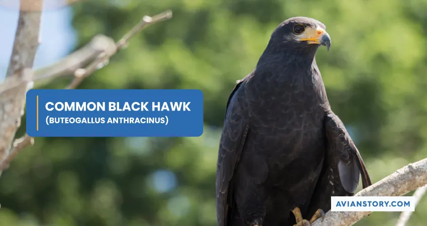 COMMON BLACK HAWK