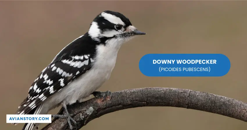 DOWNY WOODPECKER