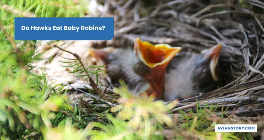 Do Hawks Eat Baby Robins