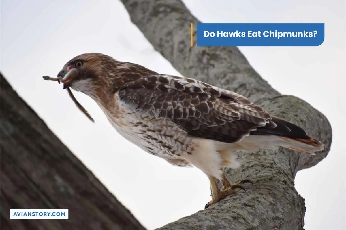 Do Hawks Eat Chipmunks?