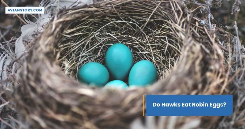 Do Hawks Eat Robin Eggs