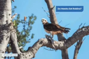 Do Hawks Eat Robins?