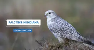 3 Species Of Falcons In Indiana