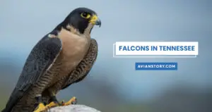 3 Types of Falcons in Tennessee: An In-depth Exploration