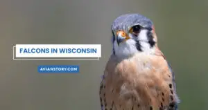 Falcons in Wisconsin: Identification, Species Profile, and More!