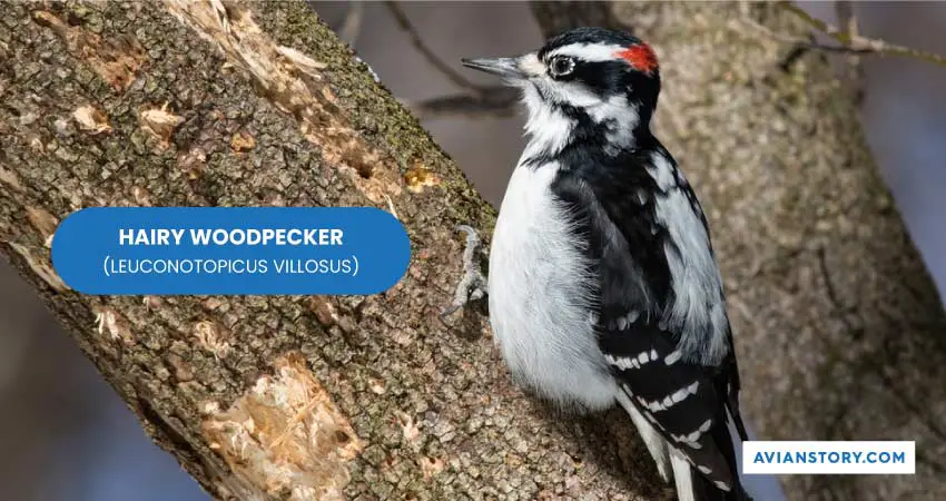 HAIRY WOODPECKER