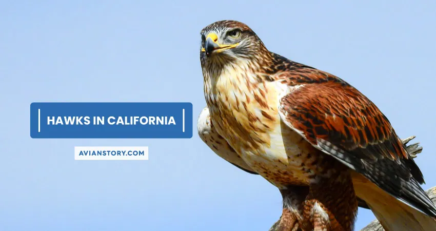 14 Types Of Hawks In California Pictures