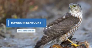 8 Types of Hawks in Kentucky (With Pictures)