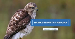 8 Types of Hawks in North Carolina [Pictures and Fun Facts]