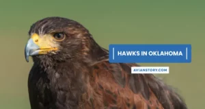 13 Types of Hawks in Oklahoma (With Pictures)