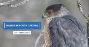 10 Types of Hawks in South Dakota (With Pictures)