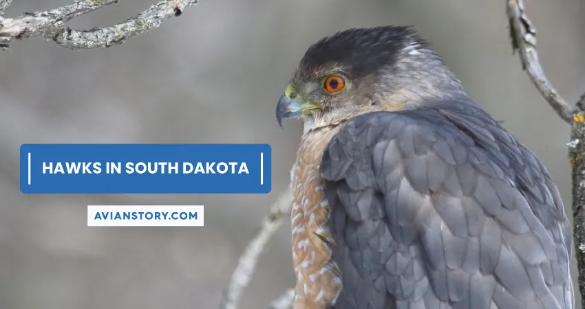 10 Types Of Hawks In South Dakota (With Pictures)