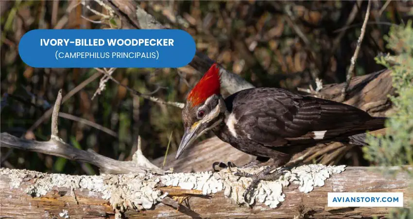 IVORY BILLED WOODPECKER