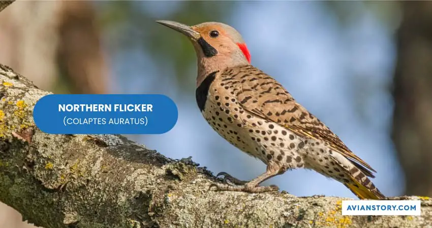 NORTHERN FLICKER