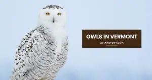 Owls in Vermont: When and Where to Find Them