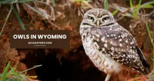 Owls in Wyoming – In Depth Guide
