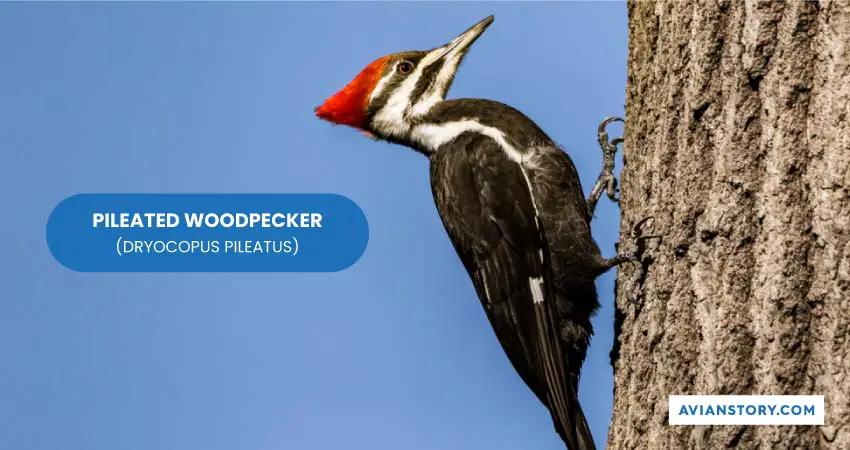 PILEATED WOODPECKER