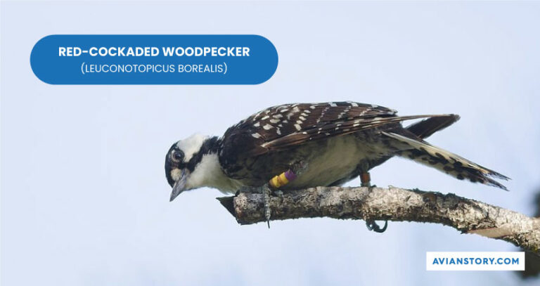Are There Woodpeckers In Georgia? - Have You Spotted A Woodpecker Lately?