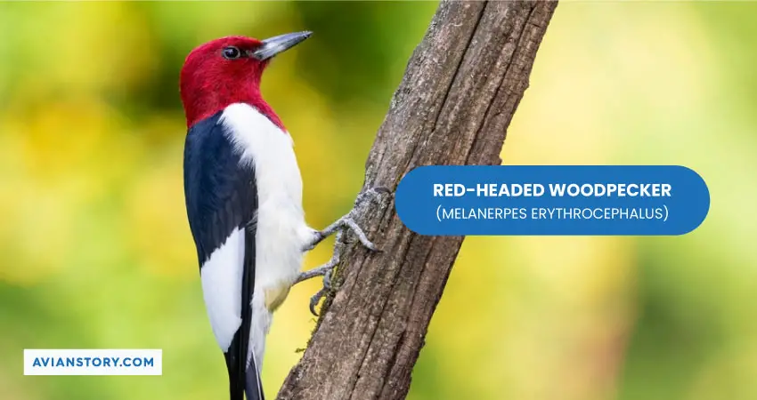 RED HEADED WOODPECKER