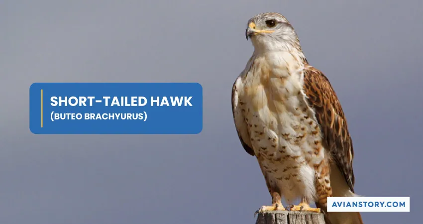 SHORT TAILED HAWK