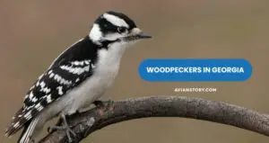 Are There Woodpeckers in Georgia? – Have You Spotted a Woodpecker Lately?