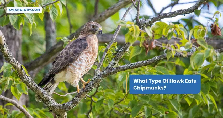 What Type Of Hawk Eats Chipmunks