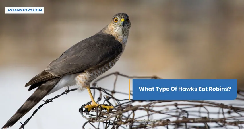 What Type Of Hawks Eat Robins